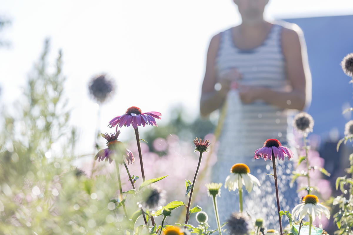 En man vattnar blommor