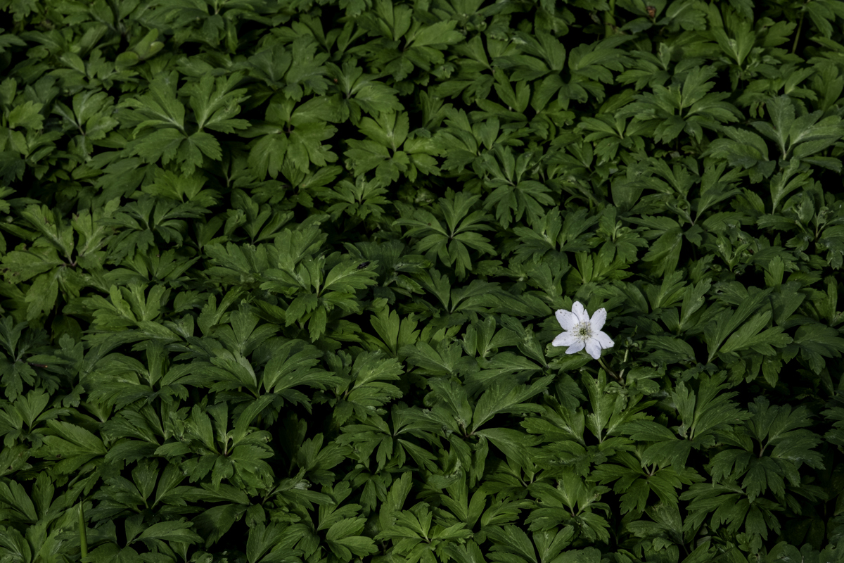 En vit blomma är mitt i en grön buske