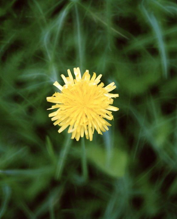 Foto av nn gul maskros i grönt gräs.