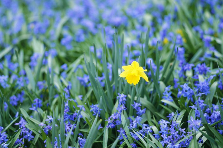 Vårblommor