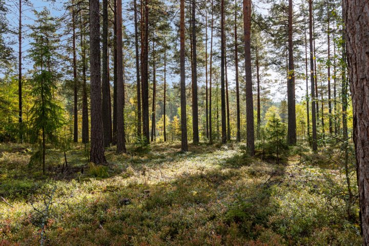 En skog full av många höga träd.