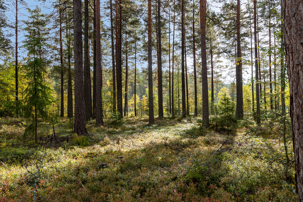 En skog full av många höga träd.